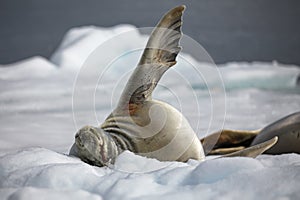 Sea seal lying on his back on the ice with Ãâ¦cean on the background photo
